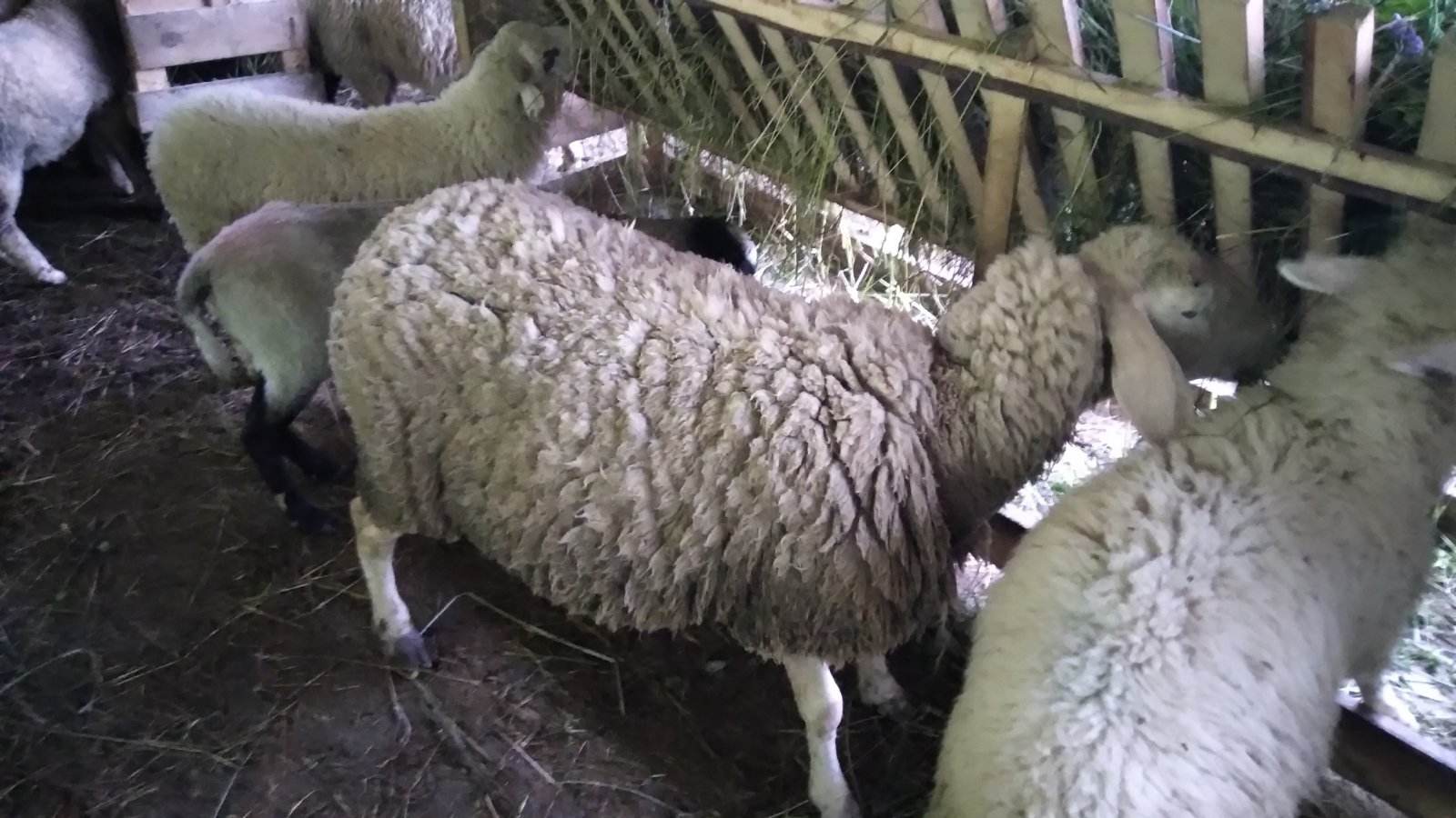 Jusići:Akika- kurban: Hasanović Davud