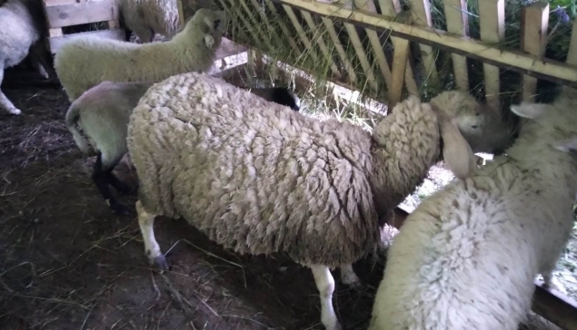 Jusići:Akika- kurban: Hasanović Davud