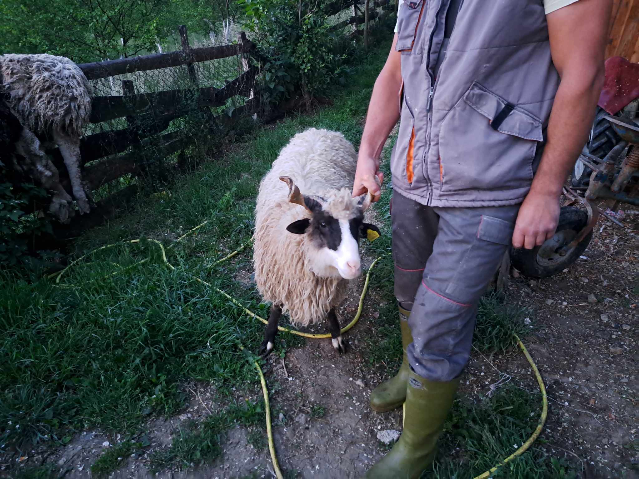 Akika- kurban: Mustafić Daris