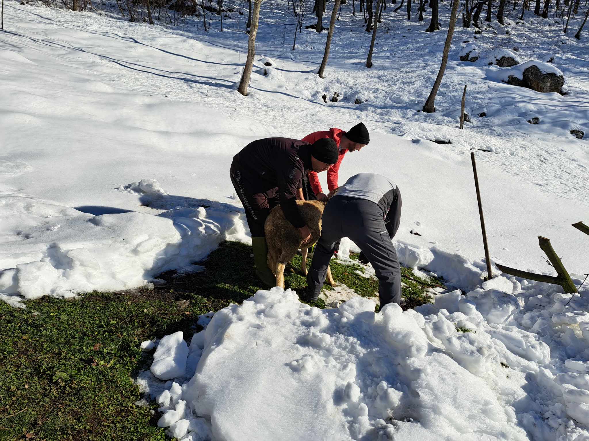 JUSIĆI:Akika- kurban: Hasanović (Jasmin i Merisa) Davud