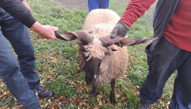 Jusići: Akika- kurban za Mustafić Lamiju