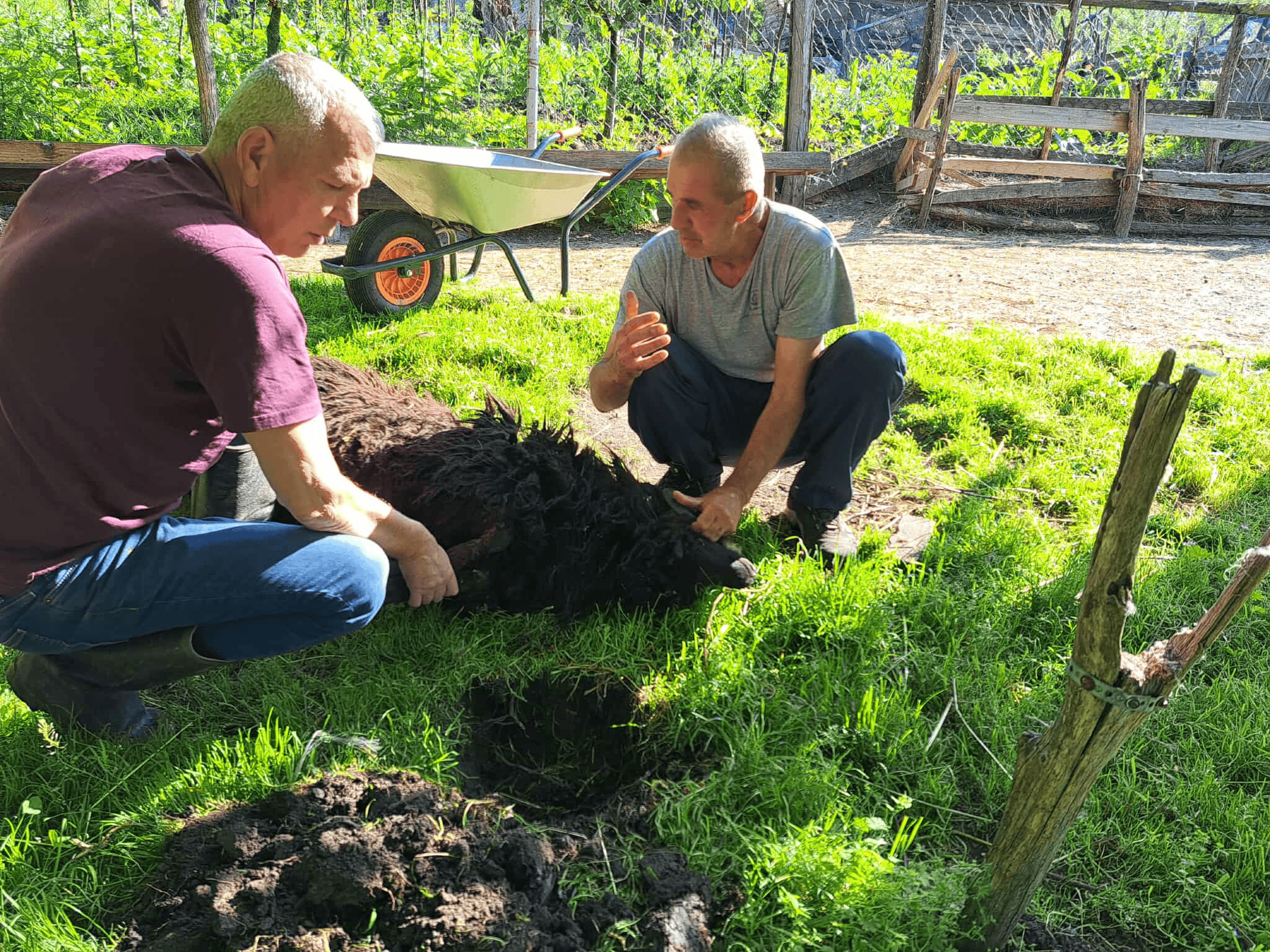JUSIĆI:Akika- kurban: Mustafić Vedad